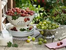 Rote und grüne Stachelbeeren in Küchensieben