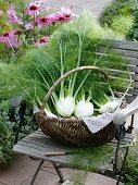 Fresh fennel bulbs in wicker basket on garden chair