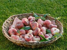 Vineyard peaches (variety 'Saturne') in wicker basket on grass