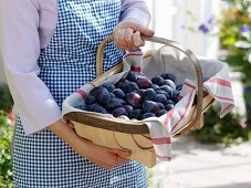 Woman holding basket of plums