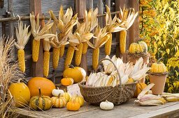 Cobs of corn in wicker basket and hanging up, pumpkins
