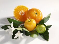 A lime and mandarin oranges on leaves with blossom