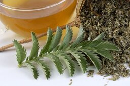 Silverweed tea with fresh and dried leaves