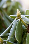 Rhododendron im Frost