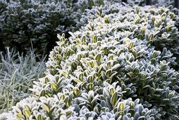 Box hedge with hoar frost