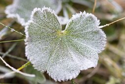 Lady's mantle leaf with hoar frost