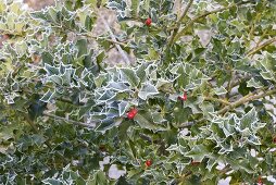 Holly with hoar frost