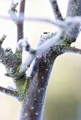 Ast eines Zierapfelbaumes im Winter