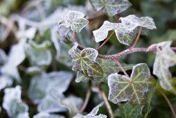 Ivy covered in hoar frost