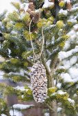 In Palmfett gewendeter Tannenzapfen mit Vogelfutter