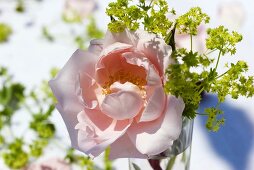 Pink rose and lady's mantle