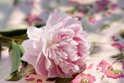 A pink peony