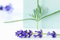 A lavender stalk and lavender flowers