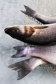 Fresh sea bass in a wire basket