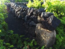 A stone wall between vineyards, Lanzarote