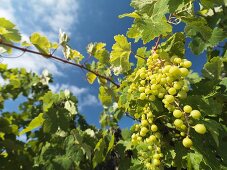 White wine grapes on a vine, Lanzarote