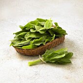 Fresh sorrel leaves in a basket and on the side