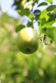 Grüner Apfel am Baum