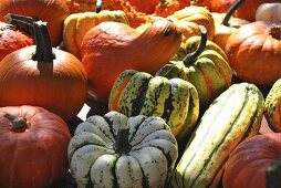 Lots of different pumpkins and squash (macro zoom)