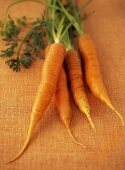 Four carrots with tops
