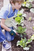 A little boy loosening the soil in a vegetable patch