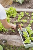 Lettuce being planted in a flower bed