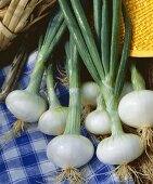 Spring onions, variety 'Blanc de Barletta'
