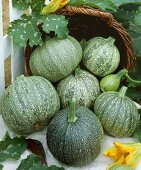 Courgettes, variety 'Rondo de Nice'