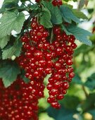 Redcurrants on the bush