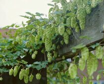 Hops on a pergola