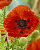 Oriental poppy (Papaver orientale)