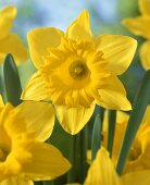 Yellow narcissi, variety 'Dutch Master'