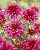 Pink dahlias, variety 'Gallery Art Nouveau'