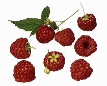 Several raspberries against white background