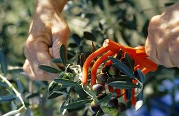 Oliven werden mit kleinem Rechen von den Ästen gestreift