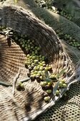 Freshly harvested olives in nets and baskets (Italy)