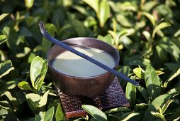 Matcha with a matcha spoon between tea bushes