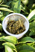 Sieb mit Grünen Teeblättern
