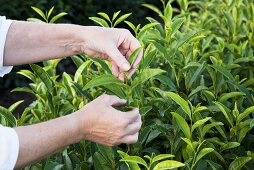 Hands picking tea leaves