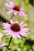 Red echinacea