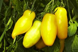 Bio-Tomaten der Sorte 'Banana Legs'