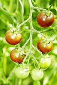 'Black Cherry' organic cocktail tomatoes