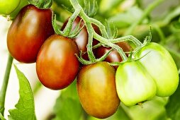 'Black Plum' organic tomatoes