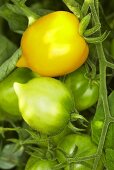 'Lemon Tree' organic tomatoes