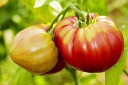 Bio-Tomaten der Sorte 'Olena Ukrainian'
