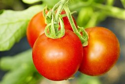 Bio-Tomaten der Sorte 'Ruthje'