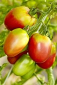 A 'Rote Zora' organic tomato
