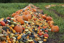 A pile of various pumpkins