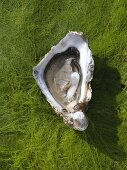 Auster auf Algen (Draufsicht)