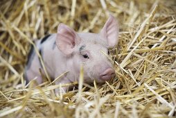 A piglet in straw